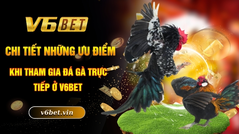 Đá Gà Trực Tiếp - Hình Thức Chọi Kê Được Yêu Thích Số 1 3 Chi tiết những ưu điểm khi tham gia đá gà trực tiếp ở V6bet
