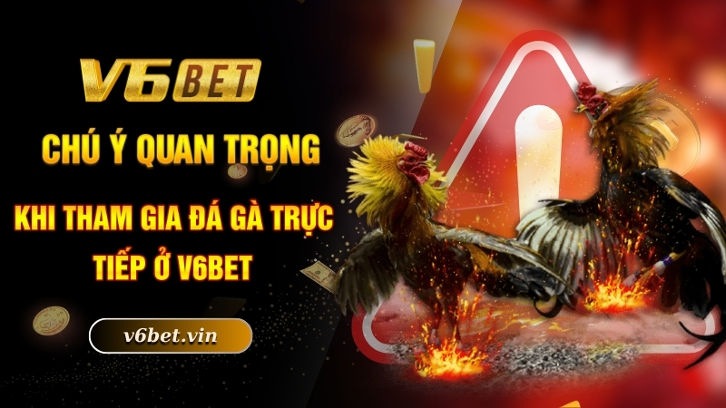 Đá Gà Trực Tiếp - Hình Thức Chọi Kê Được Yêu Thích Số 1 6 Chú ý quan trọng khi tham gia đá gà trực tiếp ở V6bet
