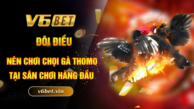 Đá Gà Thomo - Niềm Đam Mê Bất Tận Của Các Thành Viên 2 Đôi điều về đá gà Thomo