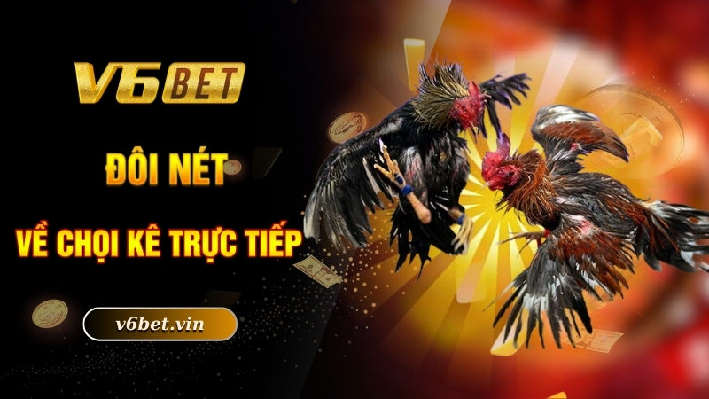 Đá Gà Trực Tiếp - Hình Thức Chọi Kê Được Yêu Thích Số 1 2 Đôi nét về chọi kê trực tiếp