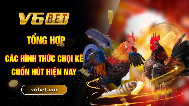 Đá Gà Trực Tiếp - Hình Thức Chọi Kê Được Yêu Thích Số 1 4 Tổng hợp các hình thức chọi kê cuốn hút hiện nay