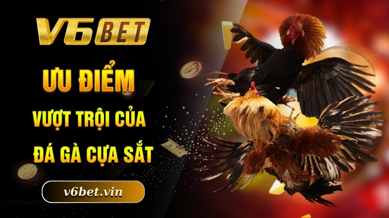 Đá Gà Cựa Sắt - Khám Phá Sân Chơi Kê Chọi Đẳng Cấp Nhất 2025 3 Ưu điểm vượt trội của đá gà cựa sắt